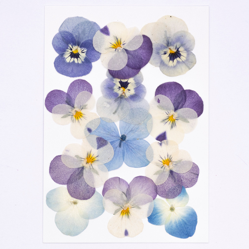 12 pièces, véritables fleurs s - Candle Supplies In avis et prix